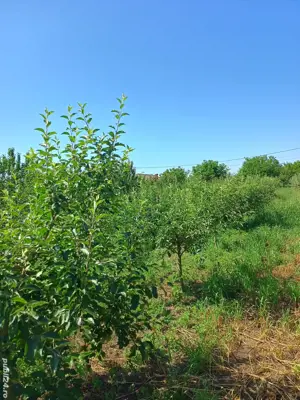 Vând teren intravilan + Livada - imagine 2