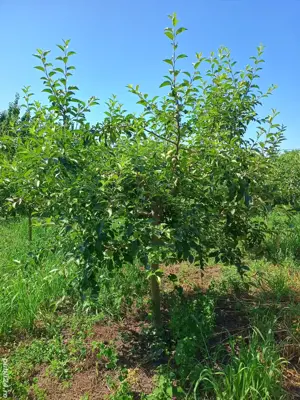 Vând teren intravilan + Livada - imagine 5