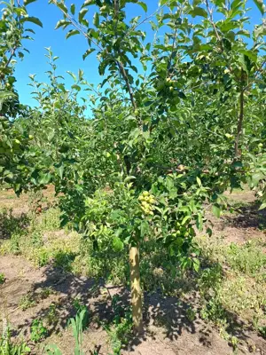 Vând teren intravilan + Livada - imagine 6