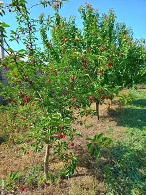 Vând teren intravilan + Livada - imagine 7