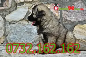 Cumpara legal catei Ciobanesc Caucazian cu Factura,Carnet,Microcip-Livrare la Constanta