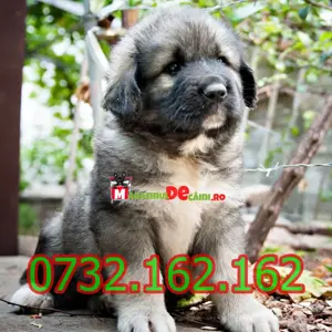 Cumpara legal catei Ciobanesc Caucazian cu Factura,Carnet,Microcip,Inregistrare-Livrare la Tg.Mures
