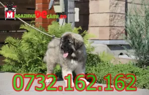 Cumpara legal catei Ciobanesc Caucazian cu Factura,Carnet,Microcip-Livrare la Constanta - imagine 4