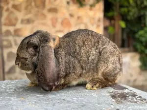 Femela Berbec German Agouti - imagine 4