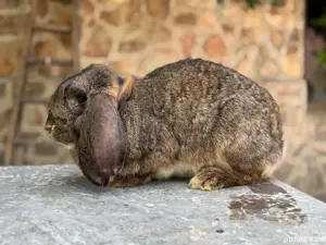 Femela Berbec German Agouti - imagine 5