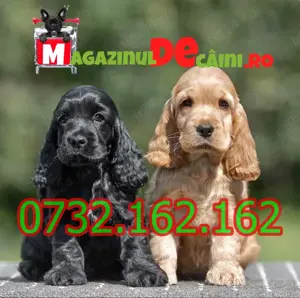 Cumpara legal catei Cocker Spaniel cu Factura,Microcip,Carnet,Inregistrare-Livrare la Iasi
