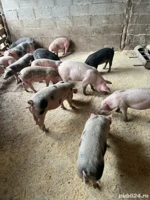 Purcei 3 luni tata pietrain pur  - imagine 4 Purcei 3 luni tata pietrain pur  - imagine 4