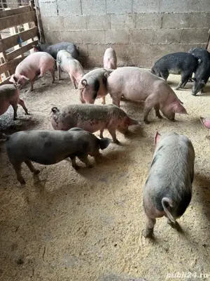 Purcei 3 luni tata pietrain pur  - imagine 2 Purcei 3 luni tata pietrain pur  - imagine 2