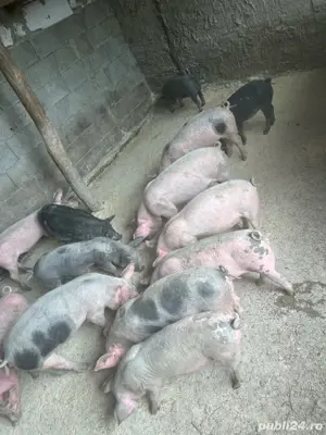 Purcei 3 luni tata pietrain pur 