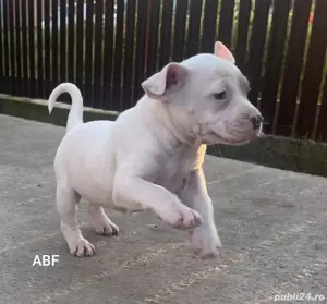 American bully 