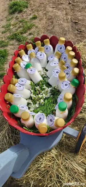 vindem lapte de măgărița  - imagine 4