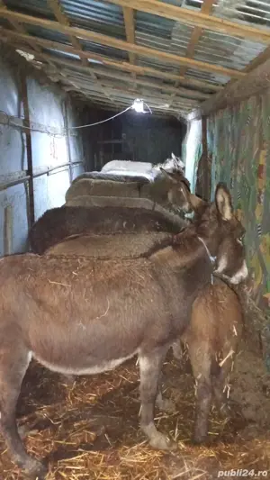 vindem lapte de măgărița  - imagine 5