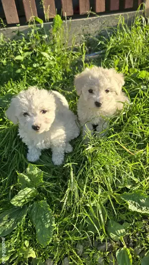 Bichoni Malteze - imagine 3 Bichoni Malteze - imagine 3