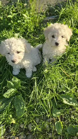 Bichoni Malteze - imagine 2 Bichoni Malteze - imagine 2