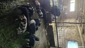 Purcei bazna  - imagine 3