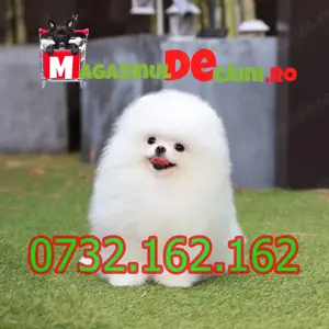 Cumpara legal catei Pomeranian cu FACTURA, Pasaport,carnet,Microcip,Garantie-Livrare la Arad - imagine 4