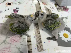 pui papagali amazon vorbitori, blanzi, crescuti la seringa - imagine 3