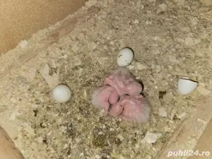 pui papagali amazon vorbitori, blanzi, crescuti la seringa - imagine 2