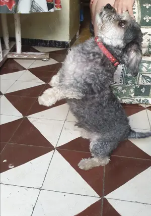 Bichon cauta casa noua - imagine 4 Bichon cauta casa noua - imagine 4