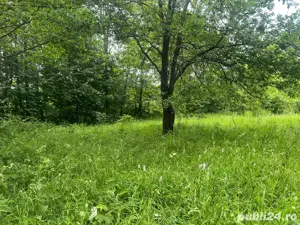 Teren Intravilan Dejani - Sat Vacanta - imagine 6