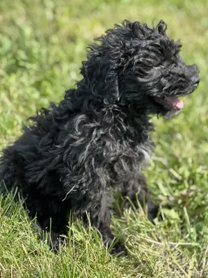 Caniche pudel talie medie - imagine 3