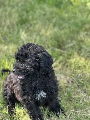 Caniche pudel talie medie