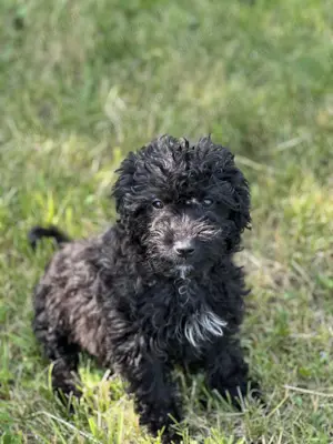 Caniche pudel talie medie - imagine 2