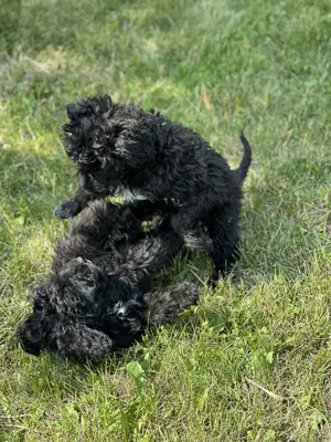 Caniche pudel talie medie - imagine 4