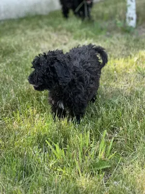 Caniche pudel talie medie - imagine 5