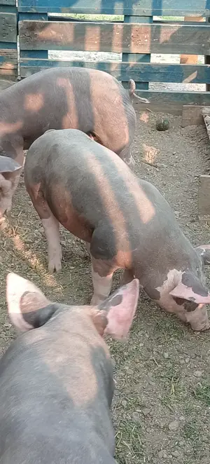 Porci purcei  - imagine 2