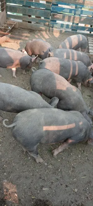 Porci purcei  - imagine 4