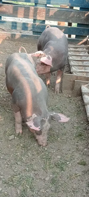 Porci purcei  - imagine 3