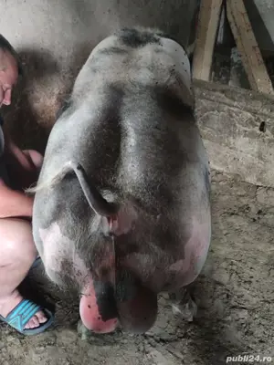 Msv Vier pietrain - imagine 3