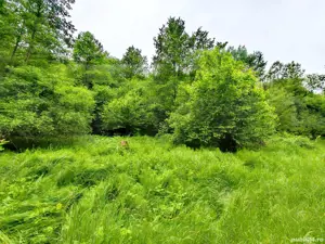 4000 mp teren in zona Fântânița Haiducului,Vestem - imagine 9