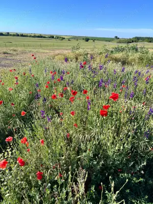 Vand teren intravilan in sat Cerna, comuna Liebling la 30 km de Timisoara - imagine 3