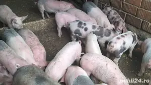Purcei de 3 luni, aproximativ 20-30kg - imagine 5