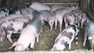 Purcei de 3 luni, aproximativ 20-30kg - imagine 3