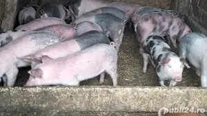 Purcei de 3 luni, aproximativ 20-30kg - imagine 2