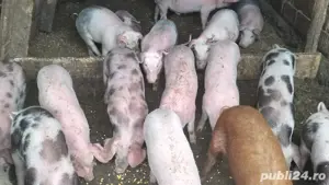Purcei de 3 luni, aproximativ 20-30kg - imagine 4
