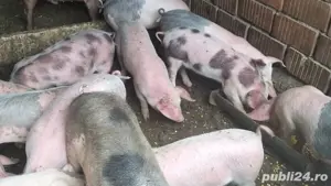 Purcei de 3 luni, aproximativ 20-30kg