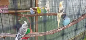 Papagali si broaste testoase