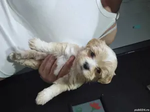 Puiuti Bichoni superbi  - imagine 3