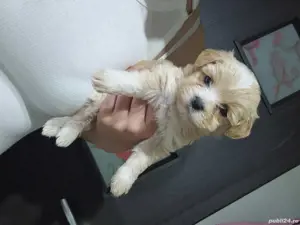 Puiuti Bichoni superbi 