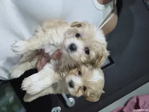 Puiuti Bichoni superbi  - imagine 2