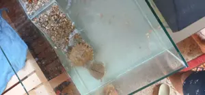 Papagali si broaste testoase - imagine 3