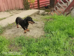 Vand Teckel pitik par scurt culoare negru masculin  - imagine 6