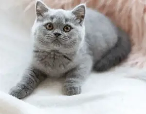 British shorthair 
