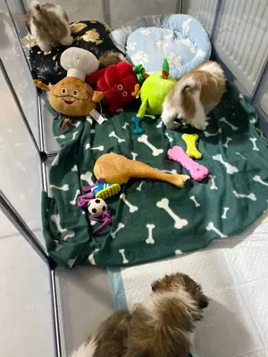 Căței shih-tzu - imagine 2