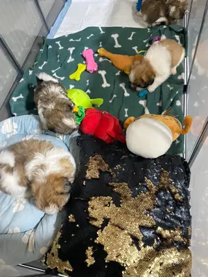 Căței shih-tzu - imagine 4