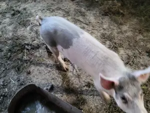 Vând vierus în vârstă de circa 11 luni - imagine 5